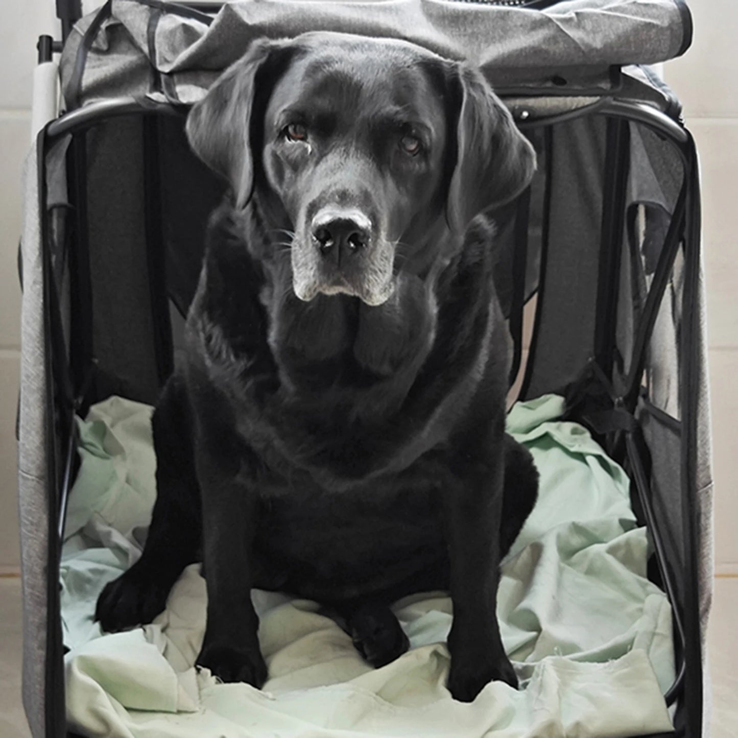 Large Pet Stroller for Large Sized Dog or Multiple Small Dogs,Folding Frame,for Dogs Up to 120lbs,Handle-Adjustable